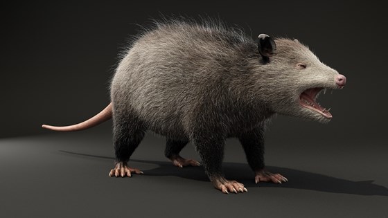 3д работы: Possum