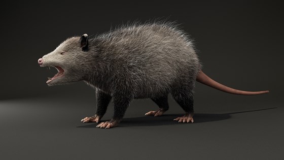 3д работы: Possum