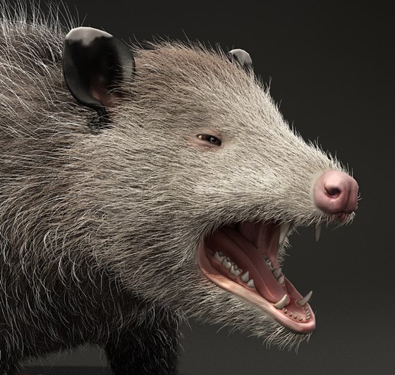 3д работы: Possum